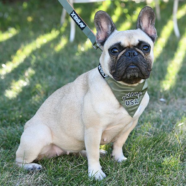 AVIREX MA－1 カラー スカーフ付